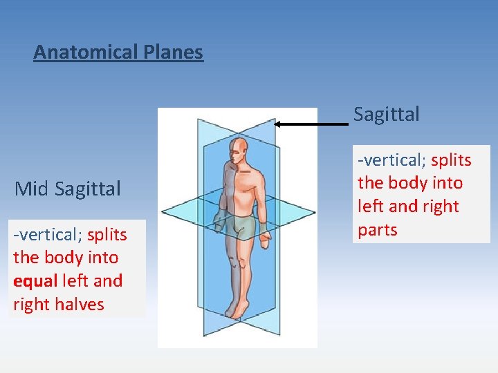 Anatomical Planes Sagittal Mid Sagittal -vertical; splits the body into equal left and right