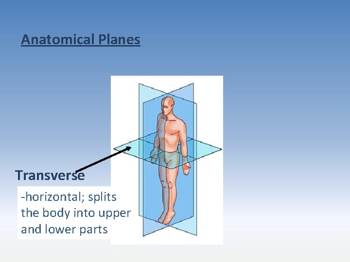 Anatomical Planes Transverse -horizontal; splits the body into upper and lower parts 