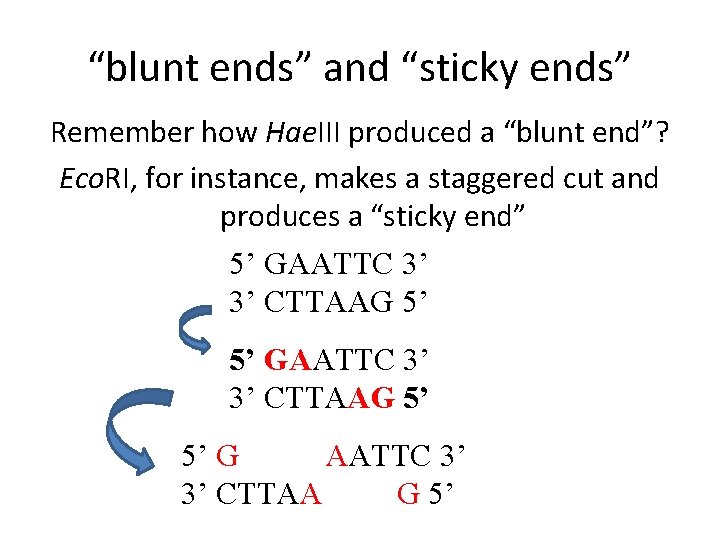 “blunt ends” and “sticky ends” Remember how Hae. III produced a “blunt end”? Eco.