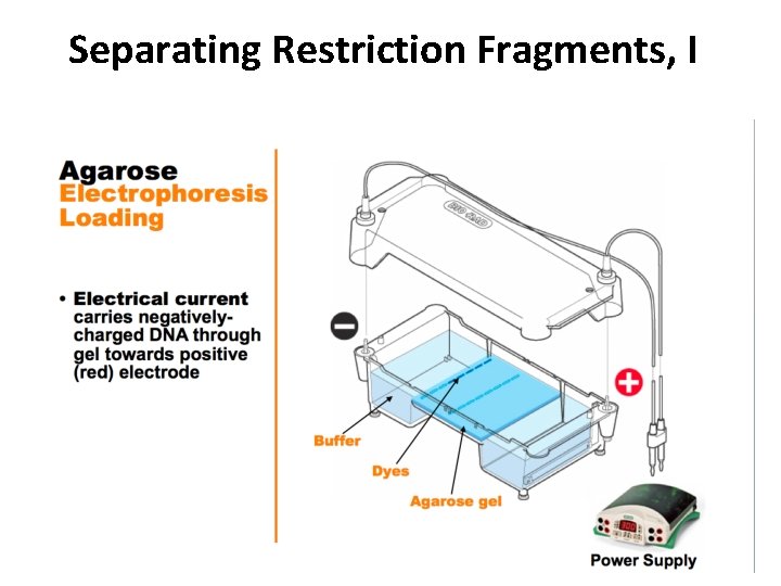 Separating Restriction Fragments, I 