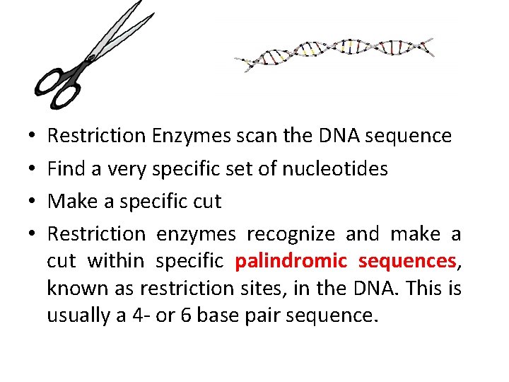  • • Restriction Enzymes scan the DNA sequence Find a very specific set