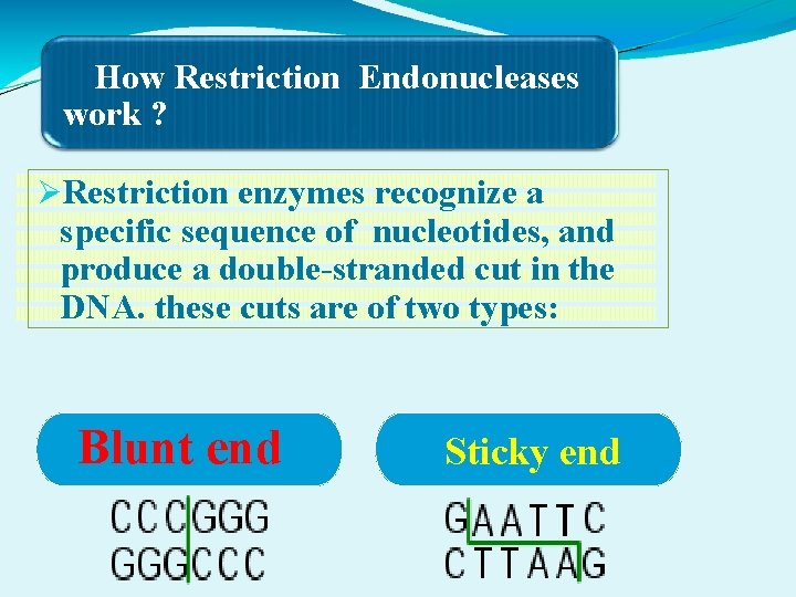 How Restriction Endonucleases work ? Restriction enzymes recognize a specific sequence of nucleotides, and