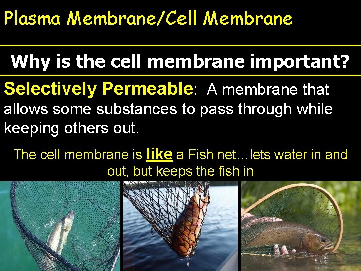 Plasma Membrane/Cell Membrane Why is the cell membrane important? Selectively Permeable: A membrane that