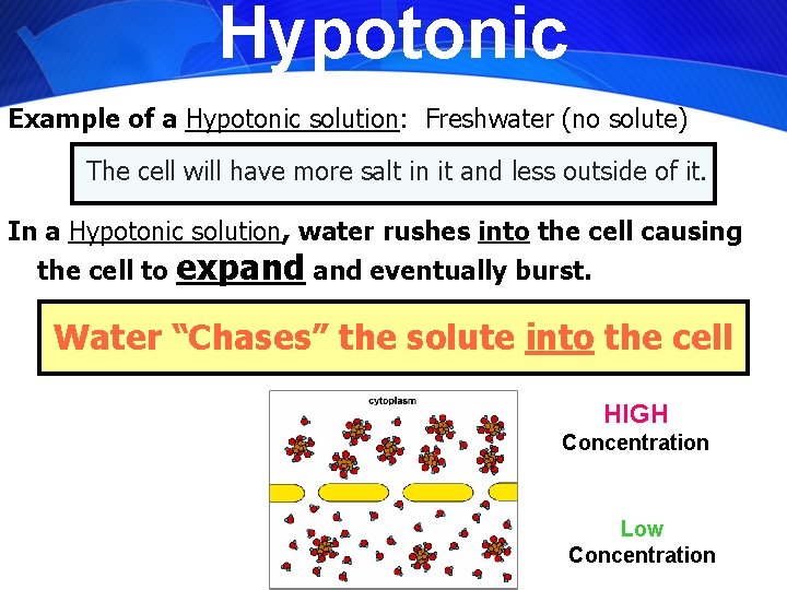 Hypotonic Example of a Hypotonic solution: Freshwater (no solute) The cell will have more