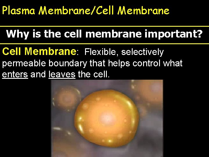 Plasma Membrane/Cell Membrane Why is the cell membrane important? Cell Membrane: Flexible, selectively permeable