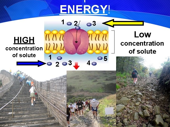 ENERGY! 1 2 3 Low HIGH concentration of solute 1 2 3 4 5