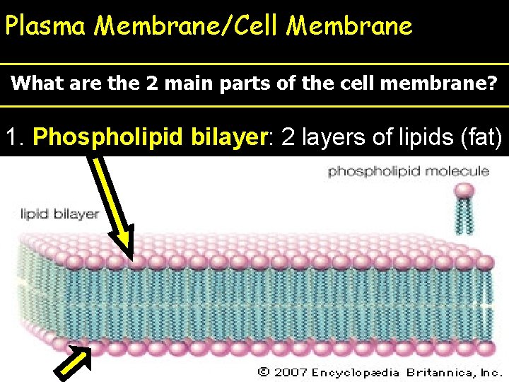 Plasma Membrane/Cell Membrane What are the 2 main parts of the cell membrane? 1.