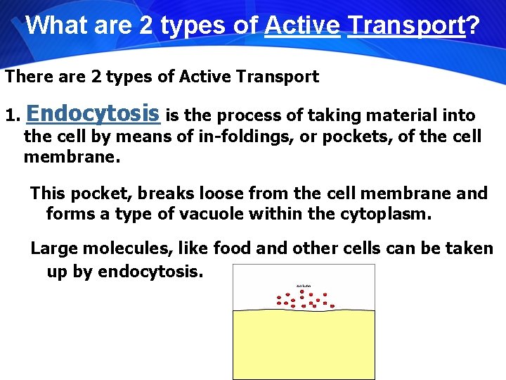 What are 2 types of Active Transport? There are 2 types of Active Transport
