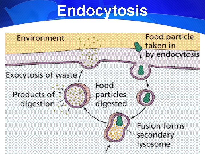 Endocytosis 