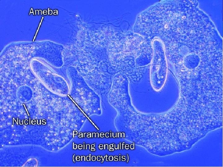2. Phagocytosis is the process of large particles being taken into the cell by