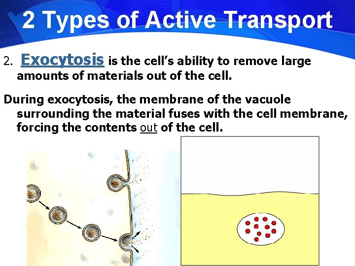 2 Types of Active Transport 2. Exocytosis is the cell’s ability to remove large