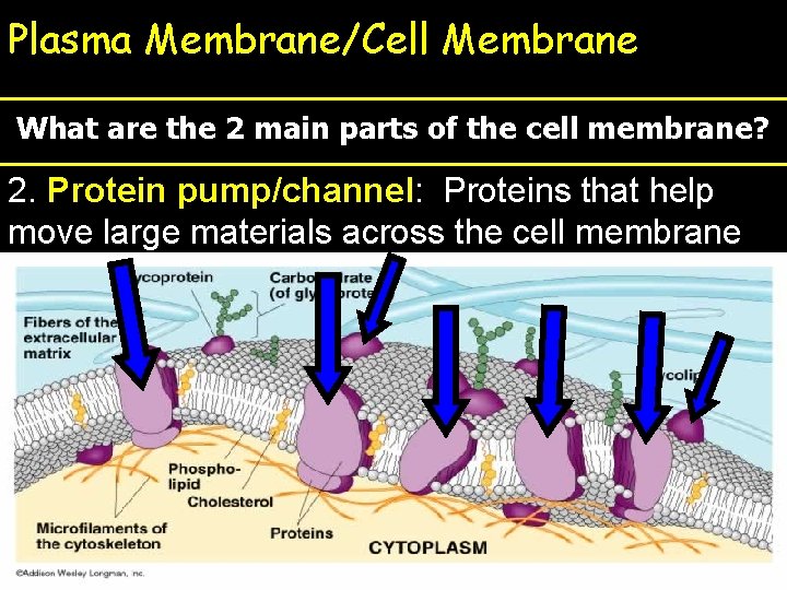 Plasma Membrane/Cell Membrane What are the 2 main parts of the cell membrane? 2.