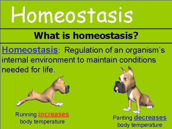 Homeostasis What is homeostasis? Homeostasis: Regulation of an organism’s internal environment to maintain conditions
