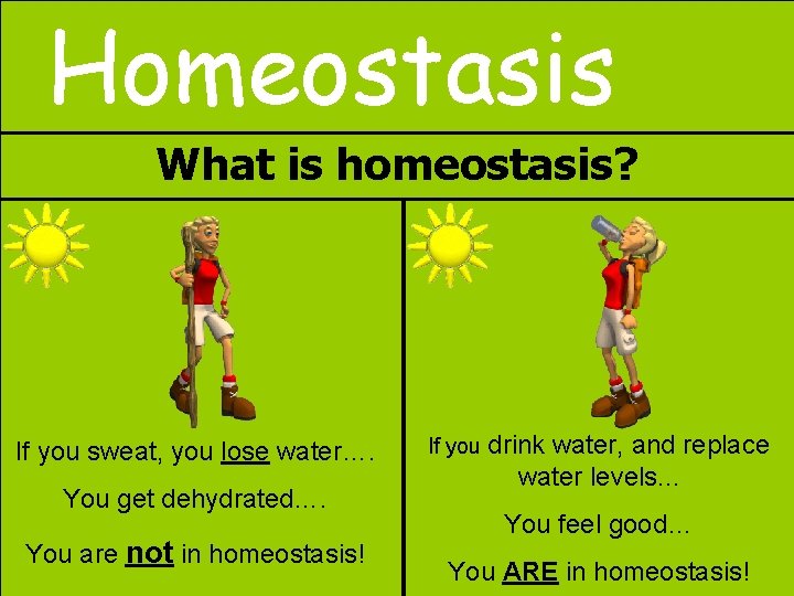 Homeostasis What is homeostasis? If you sweat, you lose water…. You get dehydrated…. You