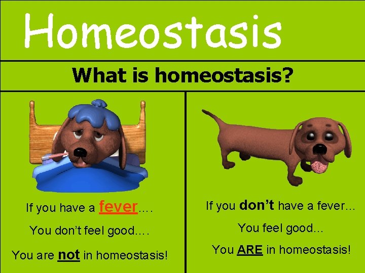 Homeostasis What is homeostasis? If you have a fever…. If you don’t have a