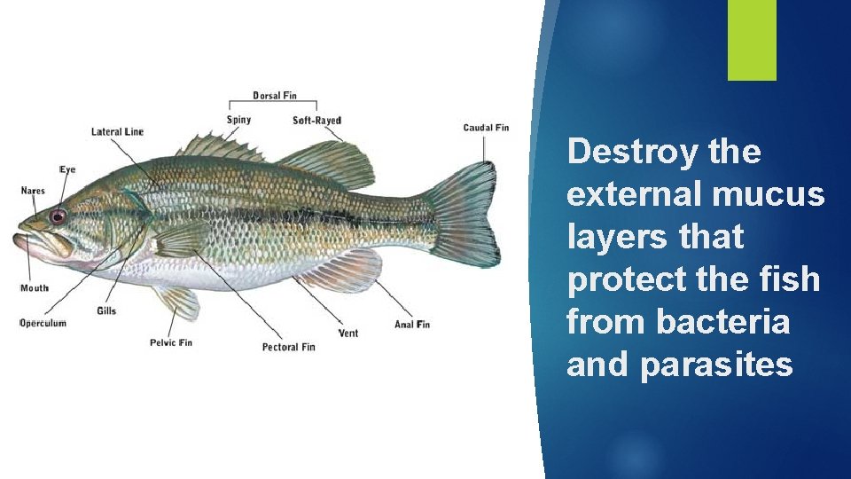 Destroy the external mucus layers that protect the fish from bacteria and parasites 