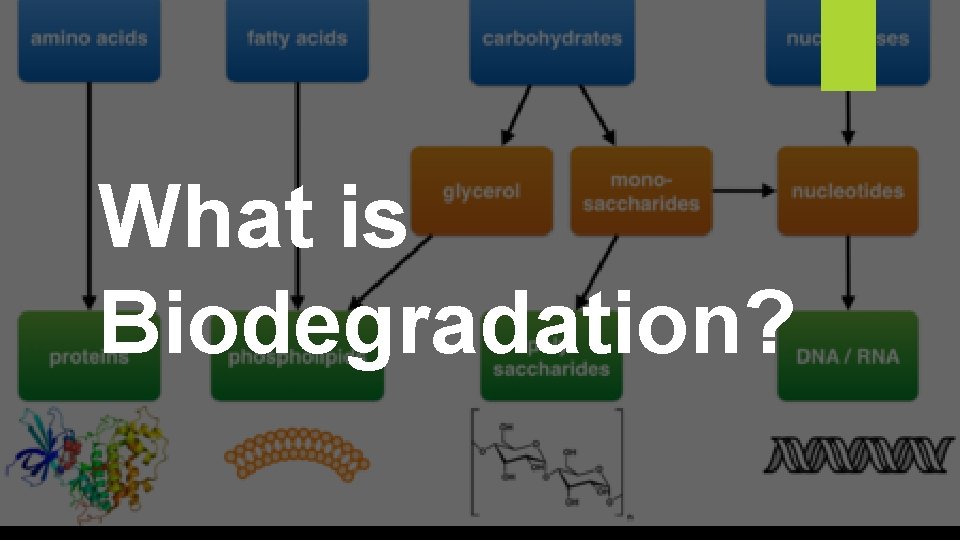 What is Biodegradation? 