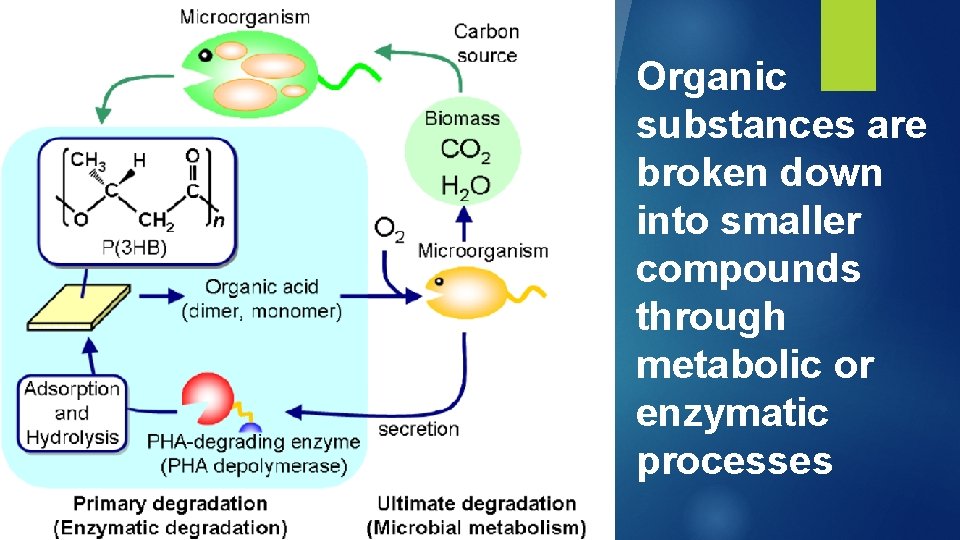 Organic substances are broken down into smaller compounds through metabolic or enzymatic processes 