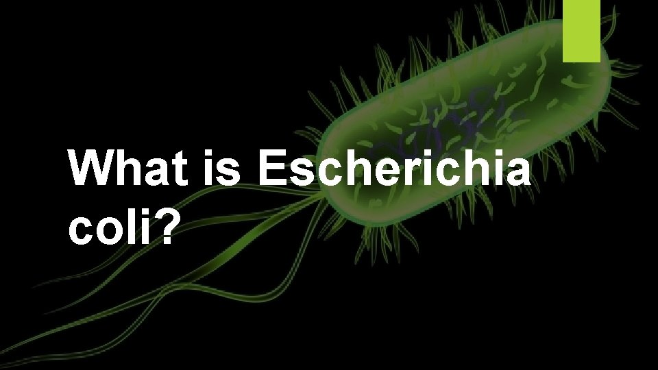 What is Escherichia coli? 