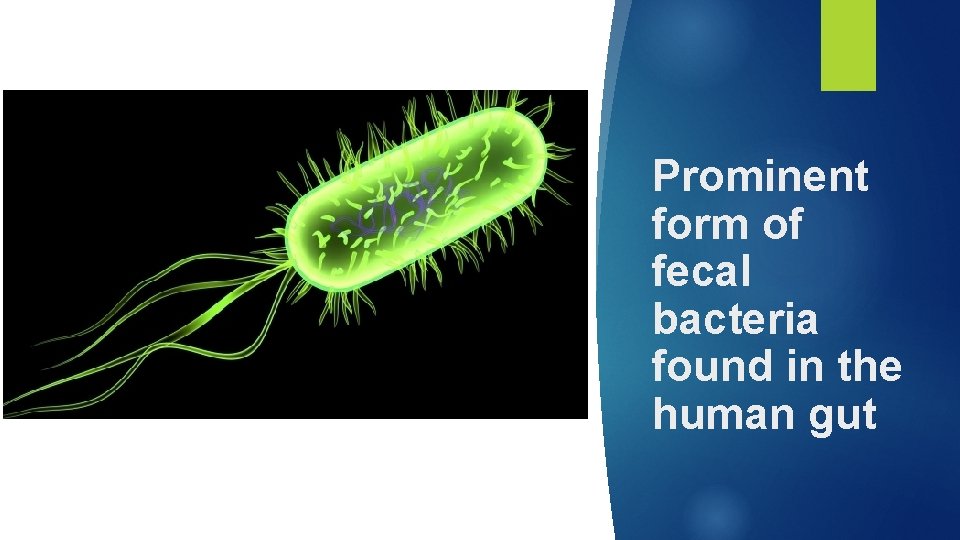 Prominent form of fecal bacteria found in the human gut 