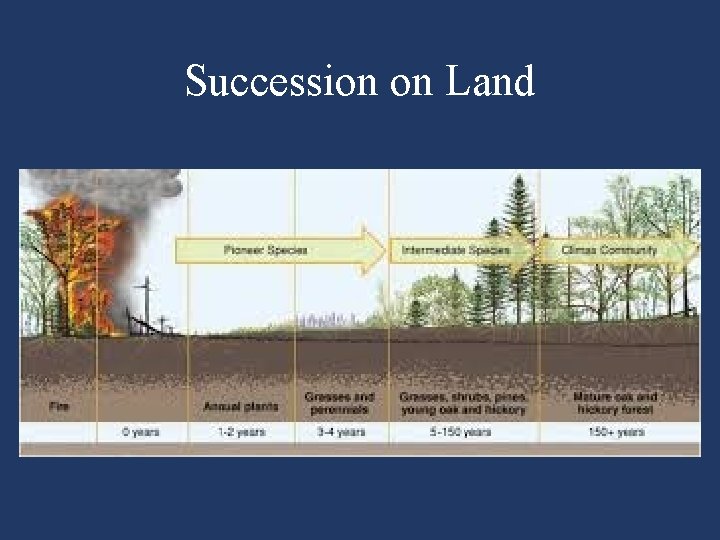 Succession on Land 