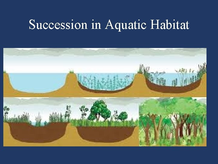 Succession in Aquatic Habitat 