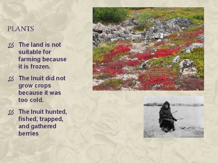 PLANTS The land is not suitable for farming because it is frozen. The Inuit