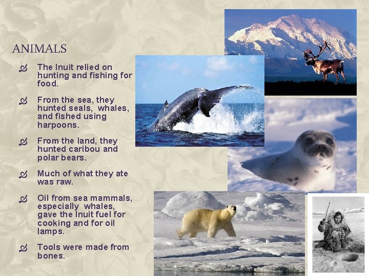 ANIMALS The Inuit relied on hunting and fishing for food. From the sea, they