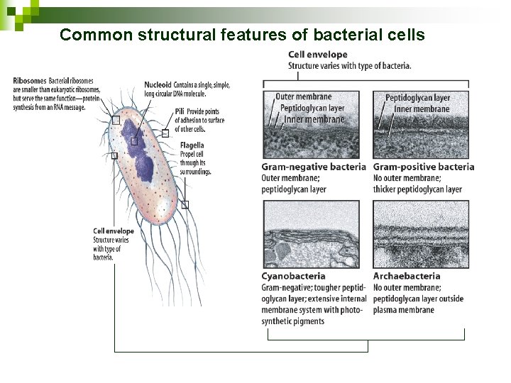 Common structural features of bacterial cells 