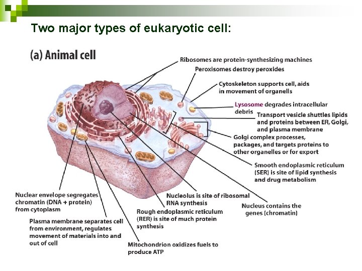 Two major types of eukaryotic cell: 