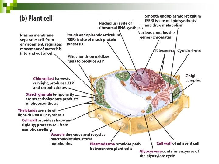 Two major types of eukaryotic cell: (a) an animal cell (b) an plant cell