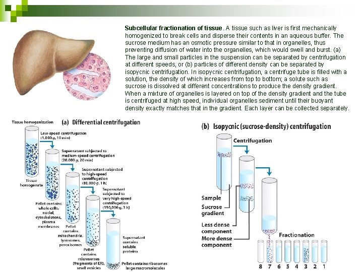 Subcellular fractionation of tissue. A tissue such as liver is first mechanically homogenized to