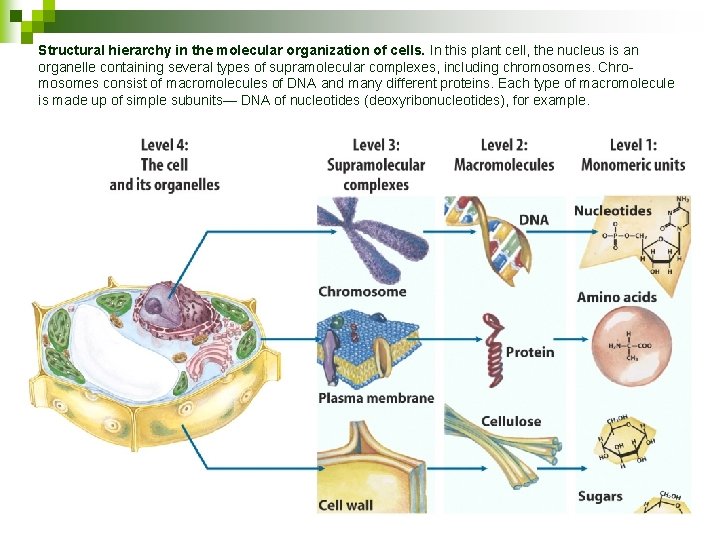 Structural hierarchy in the molecular organization of cells. In this plant cell, the nucleus