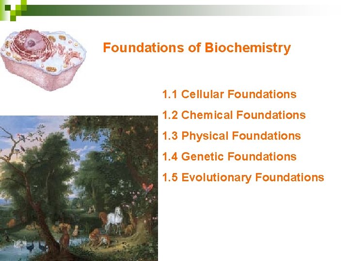Foundations of Biochemistry 1. 1 Cellular Foundations 1. 2 Chemical Foundations 1. 3 Physical