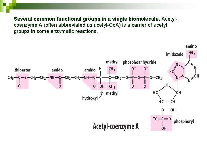 Several common functional groups in a single biomolecule. Acetylcoenzyme A (often abbreviated as acetyl-Co.