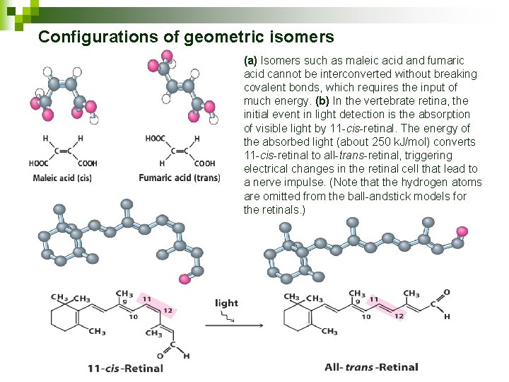 Configurations of geometric isomers (a) Isomers such as maleic acid and fumaric acid cannot