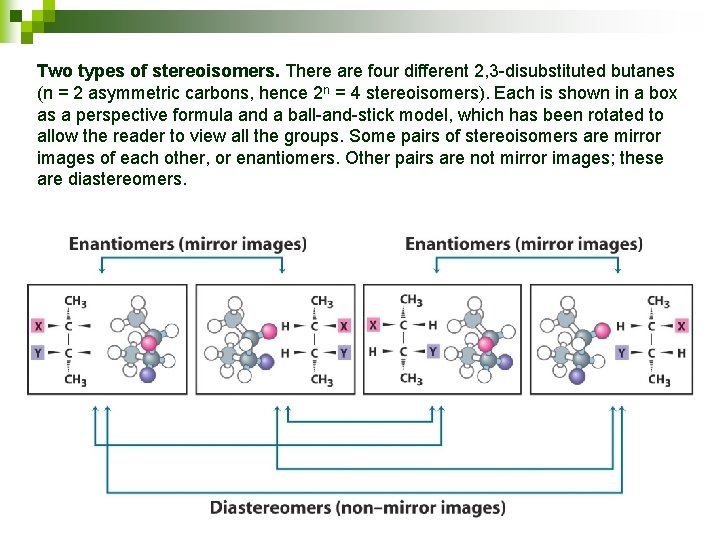 Two types of stereoisomers. There are four different 2, 3 -disubstituted butanes (n =