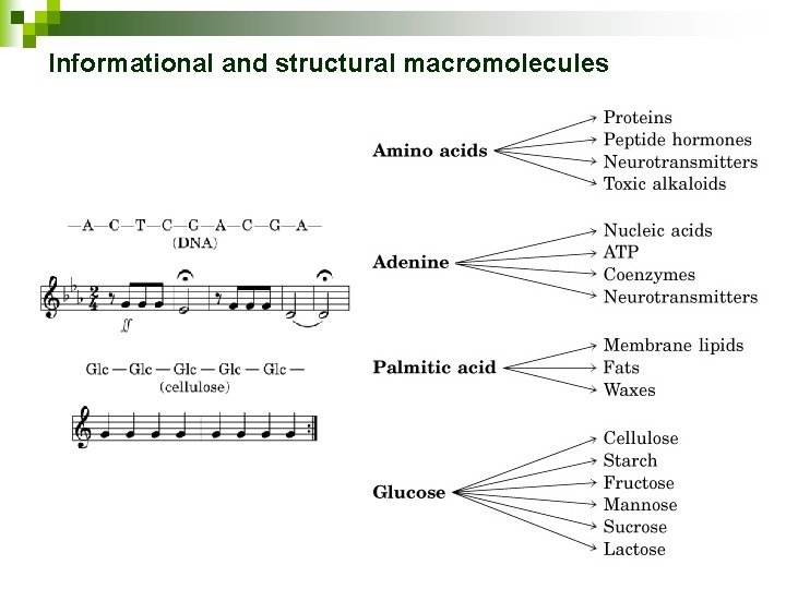 Informational and structural macromolecules 