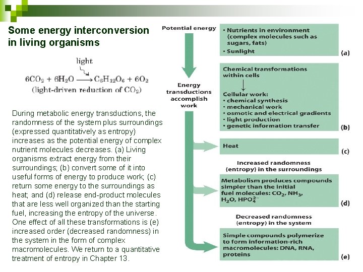 Some energy interconversion in living organisms During metabolic energy transductions, the randomness of the
