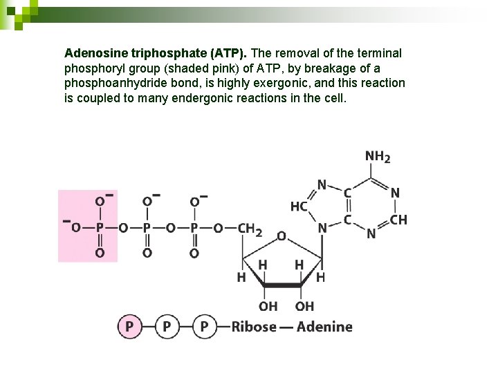 Adenosine triphosphate (ATP). The removal of the terminal phosphoryl group (shaded pink) of ATP,