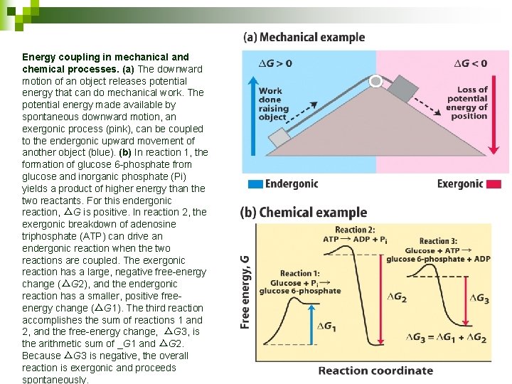 Energy coupling in mechanical and chemical processes. (a) The downward motion of an object