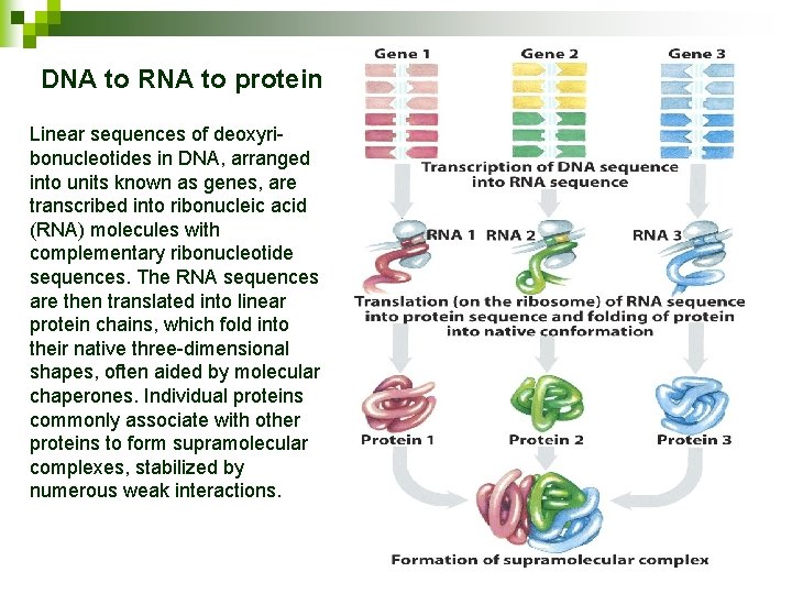 DNA to RNA to protein Linear sequences of deoxyribonucleotides in DNA, arranged into units