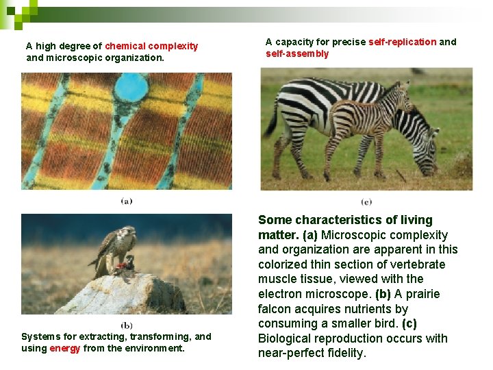 A high degree of chemical complexity and microscopic organization. Systems for extracting, transforming, and