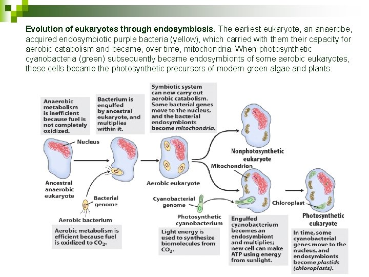 Evolution of eukaryotes through endosymbiosis. The earliest eukaryote, an anaerobe, acquired endosymbiotic purple bacteria
