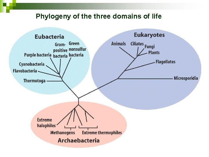 Phylogeny of the three domains of life 