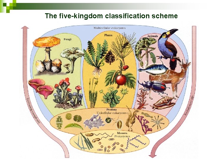 The five-kingdom classification scheme 