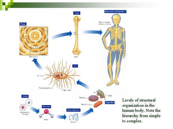 Levels of structural organization in the human body. Note the hierarchy from simple to