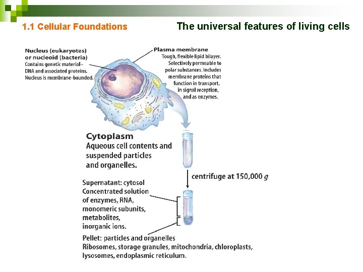 1. 1 Cellular Foundations The universal features of living cells 