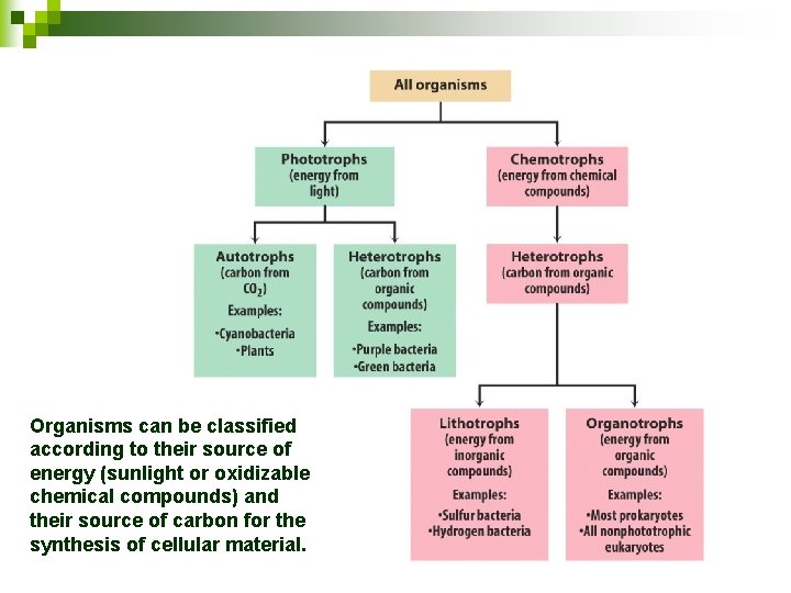 Organisms can be classified according to their source of energy (sunlight or oxidizable chemical