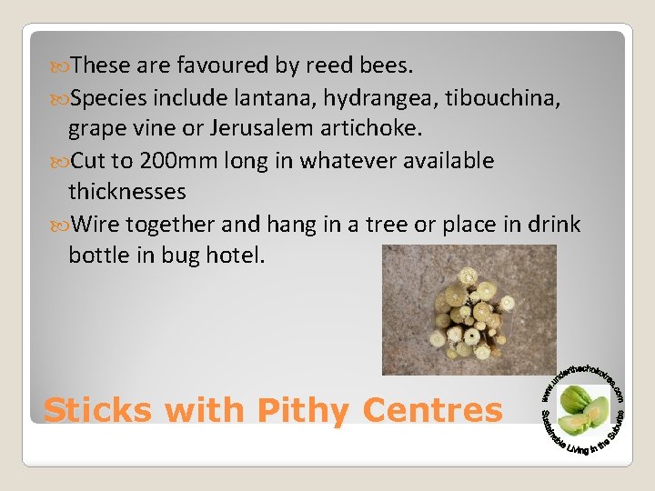  These are favoured by reed bees. Species include lantana, hydrangea, tibouchina, grape vine